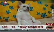 看萌狗最新爆料视频大全,萌宠集结！看萌狗最新爆料视频大全